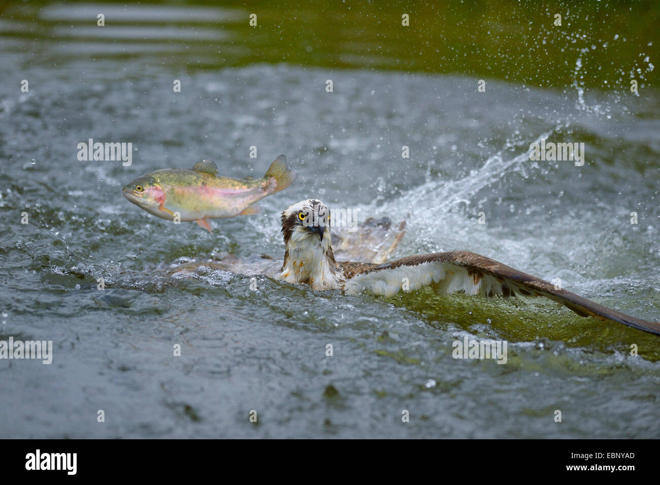 Fischadler, Fisch Hawk (Pandion Haliaetus), Adler, nach gescheiterten Jagd Flug mit springen Forellen, Finnland Stockfoto