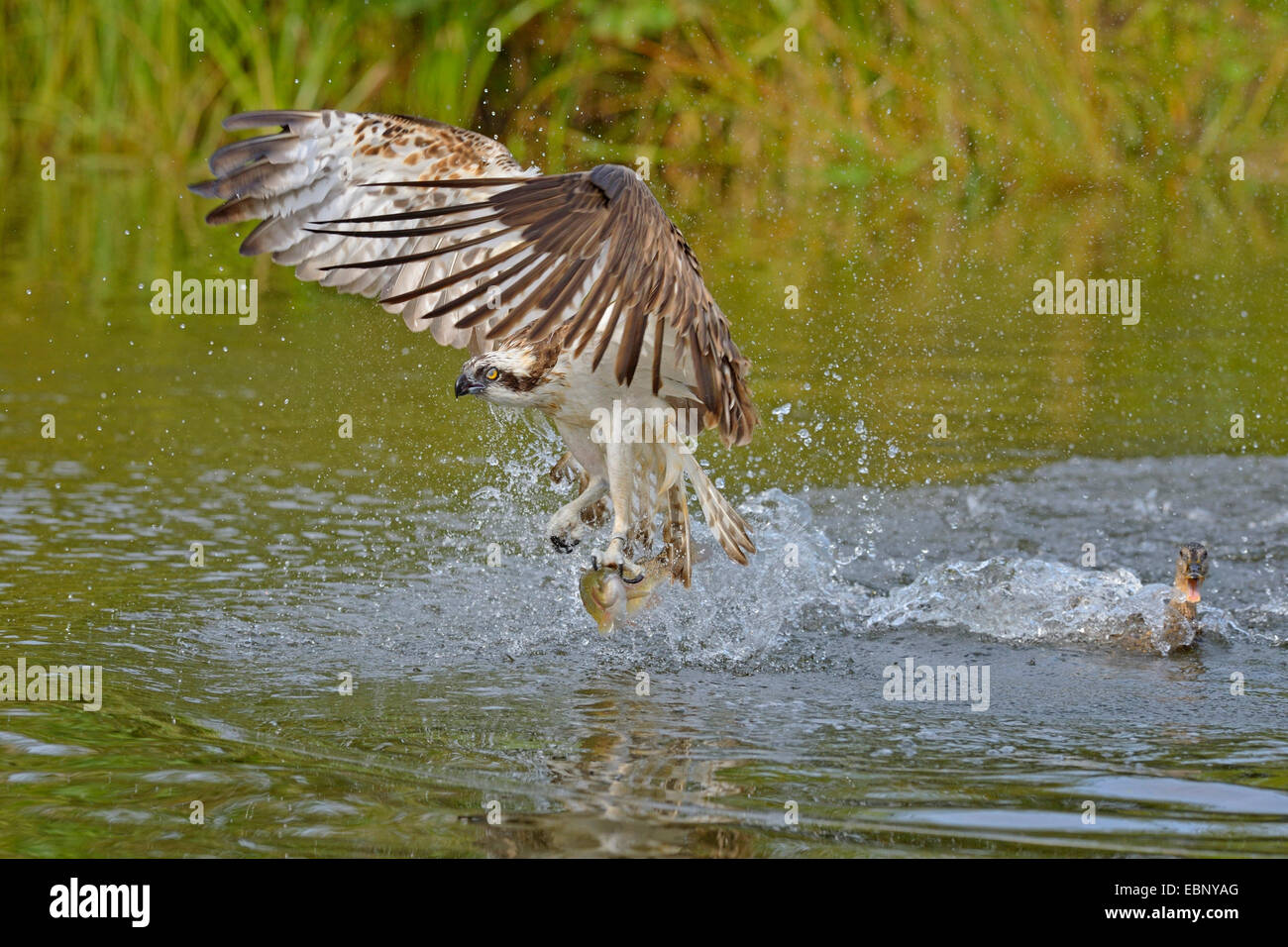 Fischadler, Habicht Fisch (Pandion Haliaetus), ein Adler mit Beute aus dem Wasser ausziehen wird augenscheinlich durch eine Stockente, Finnland Stockfoto