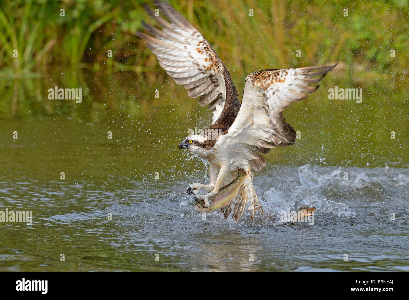 Fischadler, Habicht Fisch (Pandion Haliaetus), ein Adler mit Beute aus dem Wasser ausziehen wird augenscheinlich durch eine Stockente, Finnland Stockfoto