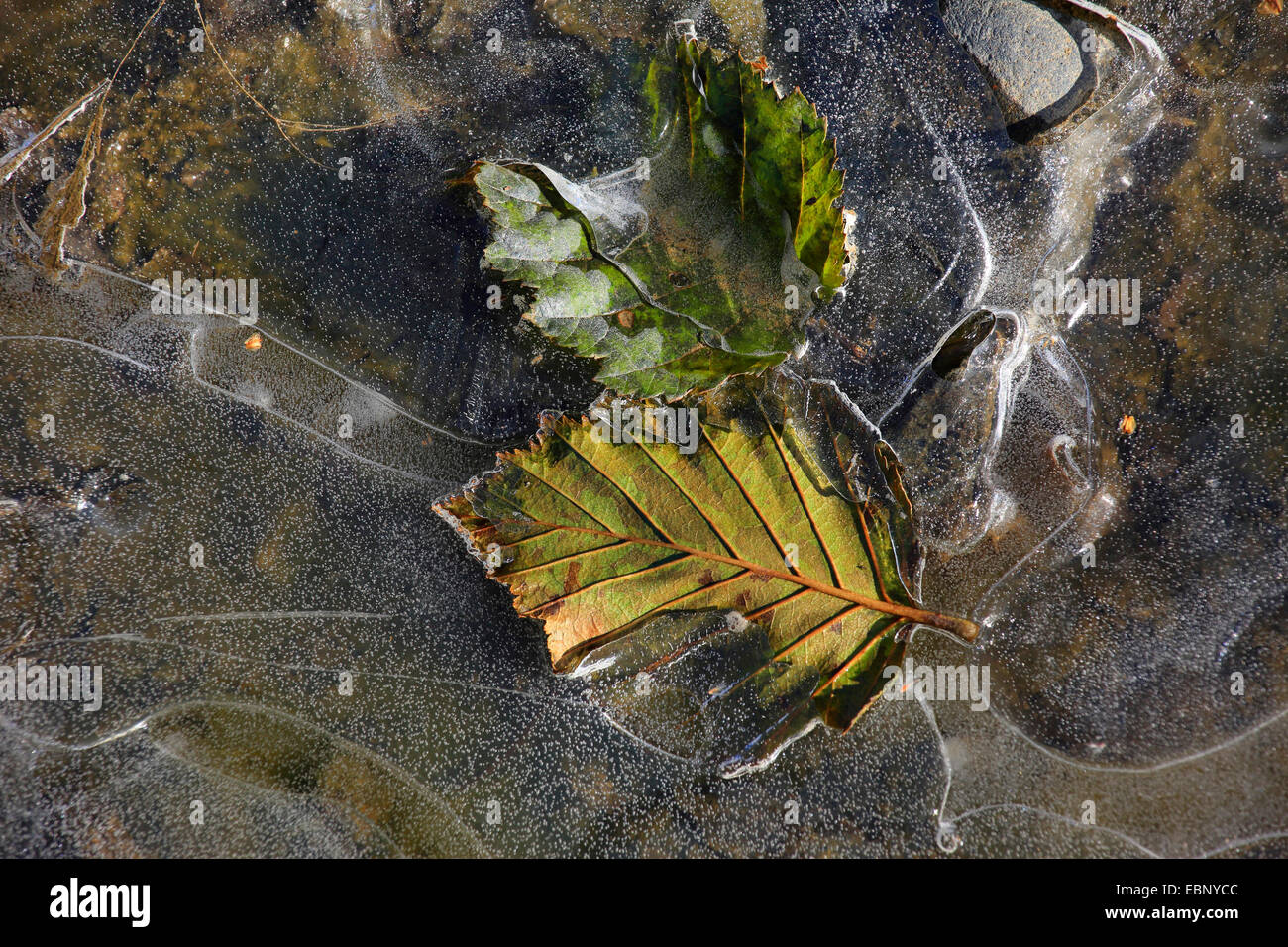 Blätter in einem gefrorenen Bach, Anchorage, Alaska, USA und Chugach State Park Stockfoto