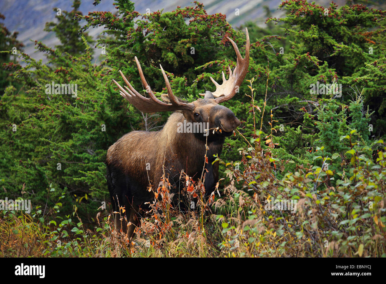 Alaska-Elch, Elch Tundra, Yukon Elch (Alces Alces Gigas), Stier Elch, USA, Alaska, Chugach State Park Stockfoto