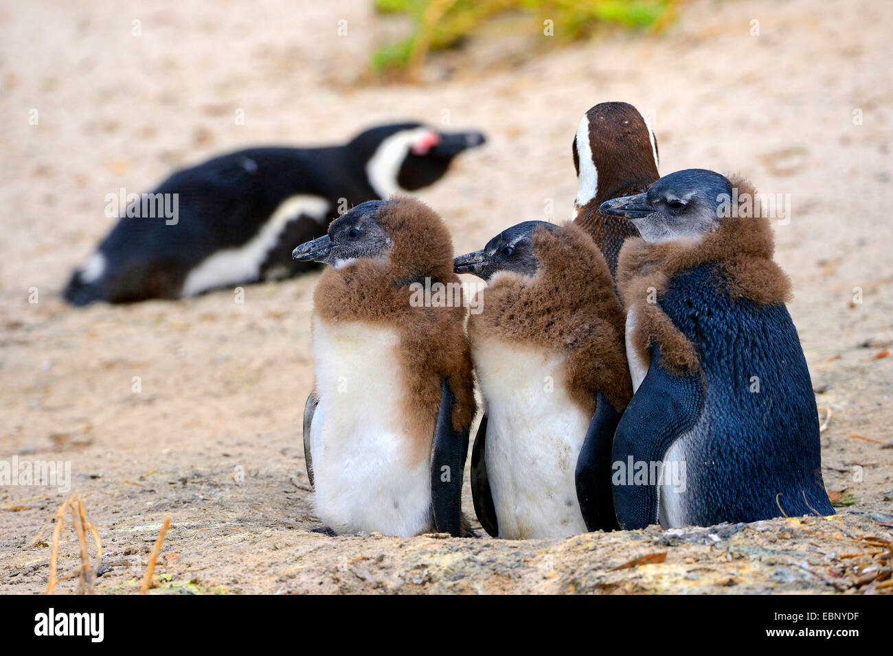 Jackass Penguin, afrikanische Pinguin, Black-footed Pinguin (Spheniscus Demersus), Jungtiere sitzen zusammen im Sand, Südafrika, Western Cape, Boulders Beach Stockfoto