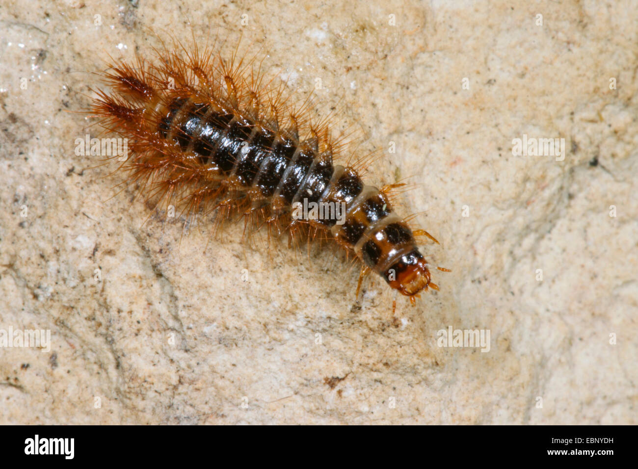 Falsche Firefly Käfer (Drilus Concolor), Larven, Deutschland Stockfoto