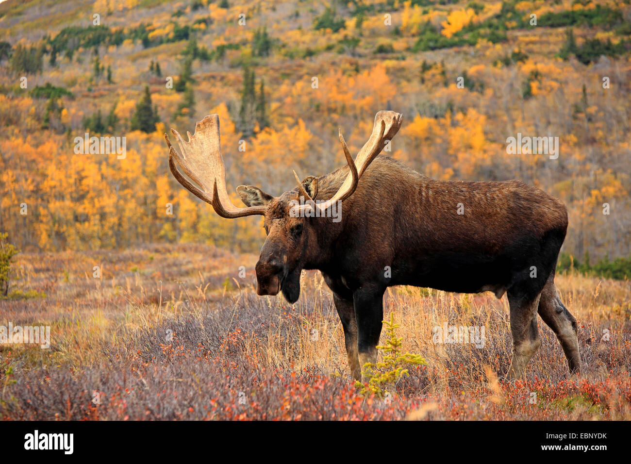 Alaska-Elch, Elch Tundra, Yukon Elch (Alces Alces Gigas), Stier Elch, USA, Alaska, Chugach State Park Stockfoto