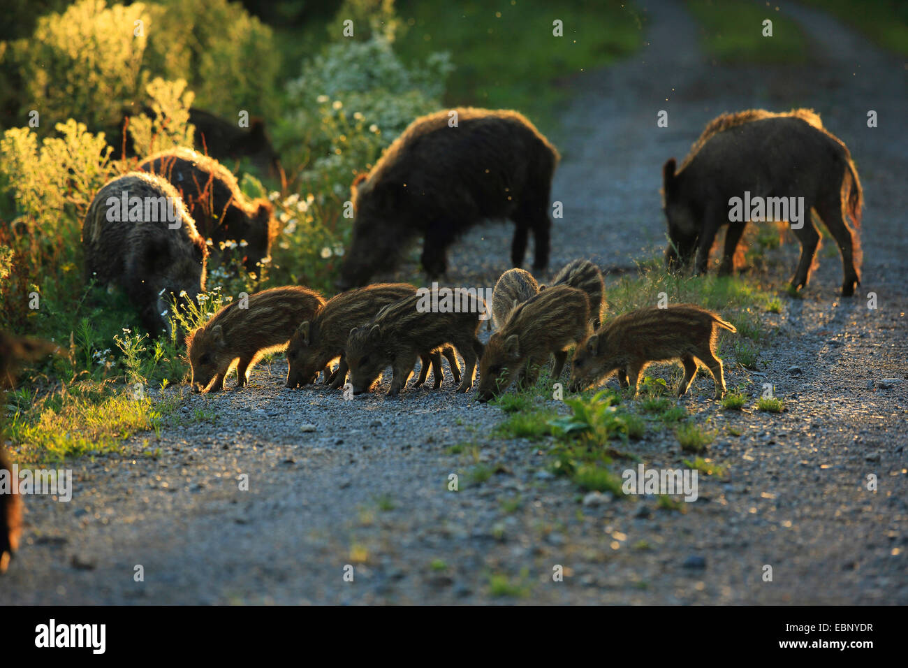 Wildschwein, Schwein, Wildschwein (Sus Scrofa), wilde Sauen mit Runts auf einem Waldweg, Deutschland, Baden-Württemberg Stockfoto