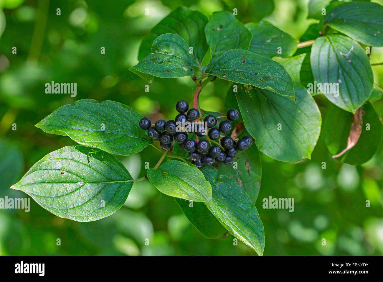 Hartriegel, Dogberry (Cornus sanguineaund), Blätter und Früchte, Deutschland, Bayern Stockfoto