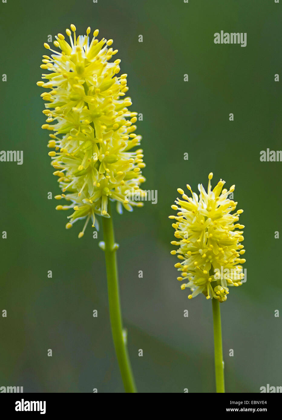 Deutsch Asphodel (Tofieldia Calyculata), zwei Blütenstände, Österreich, Tirol, Namloser Tal Stockfoto