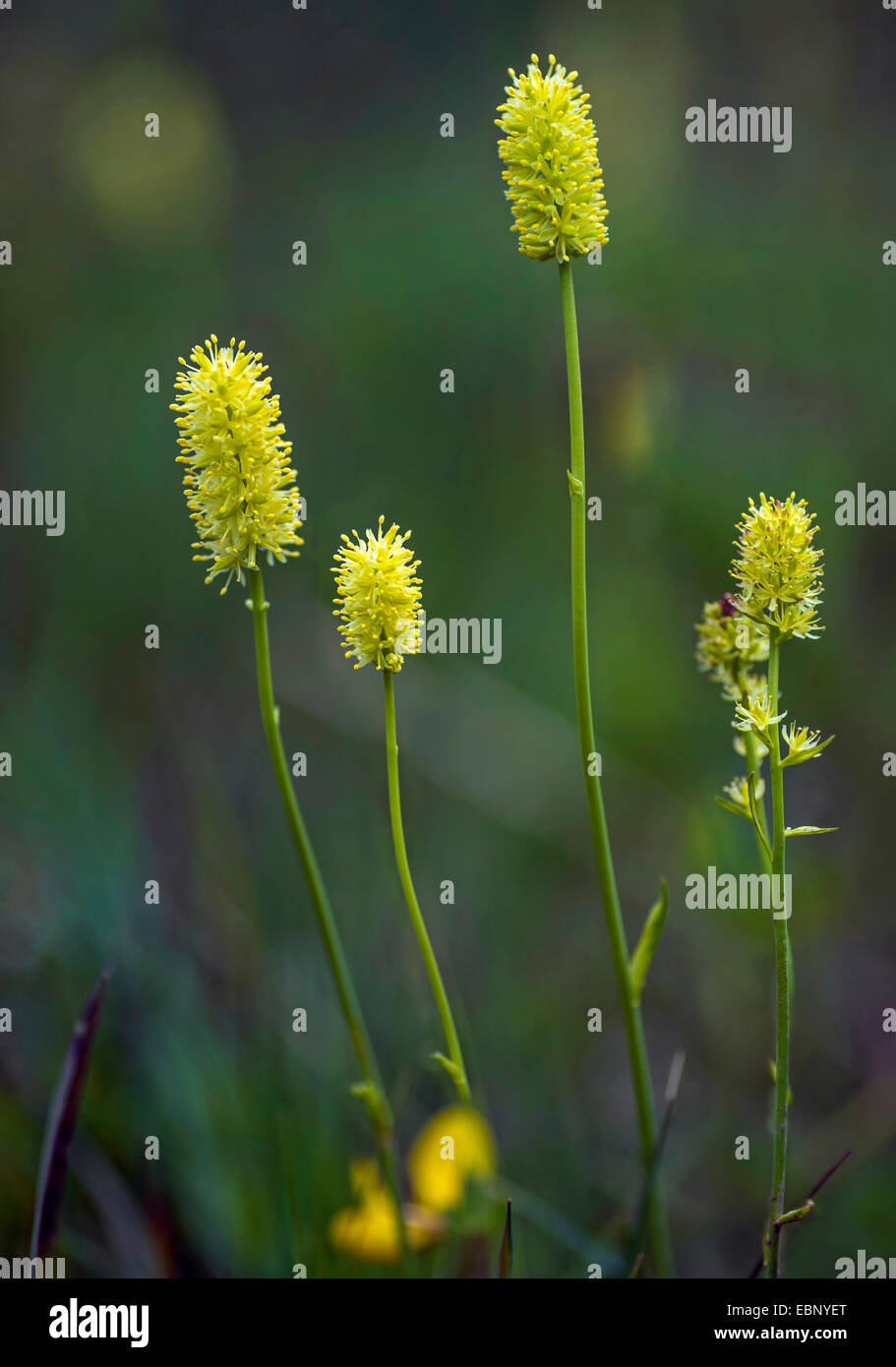 Deutsch Asphodel (Tofieldia Calyculata), fünf Blütenstände, Österreich, Tirol, Namloser Tal Stockfoto