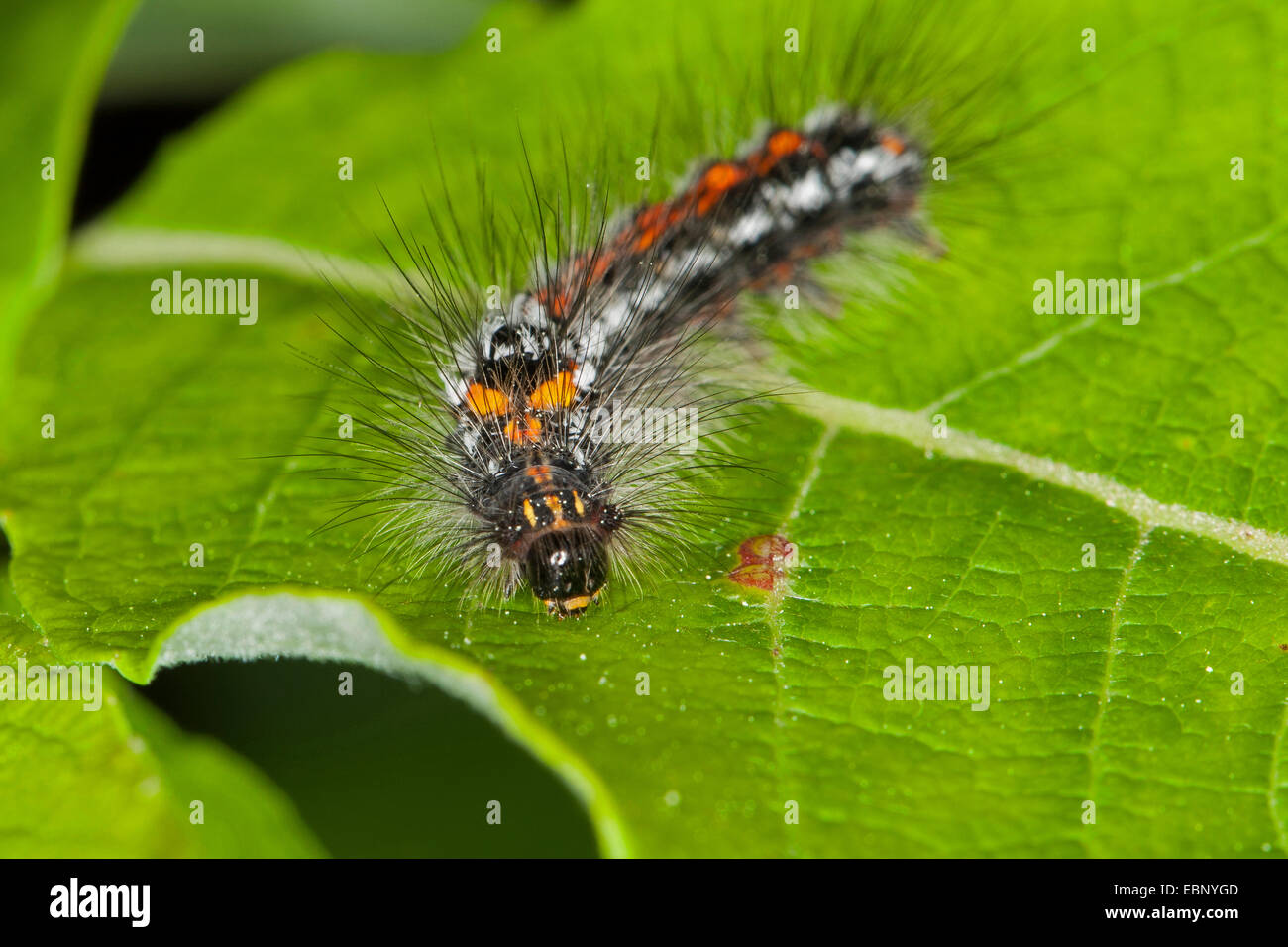 Gelb-Tail, Gold-Tail (Euproctis Similis, Porthesia Similis, Sphrageidus Similis), Raupe auf einem Blatt, Deutschland Stockfoto