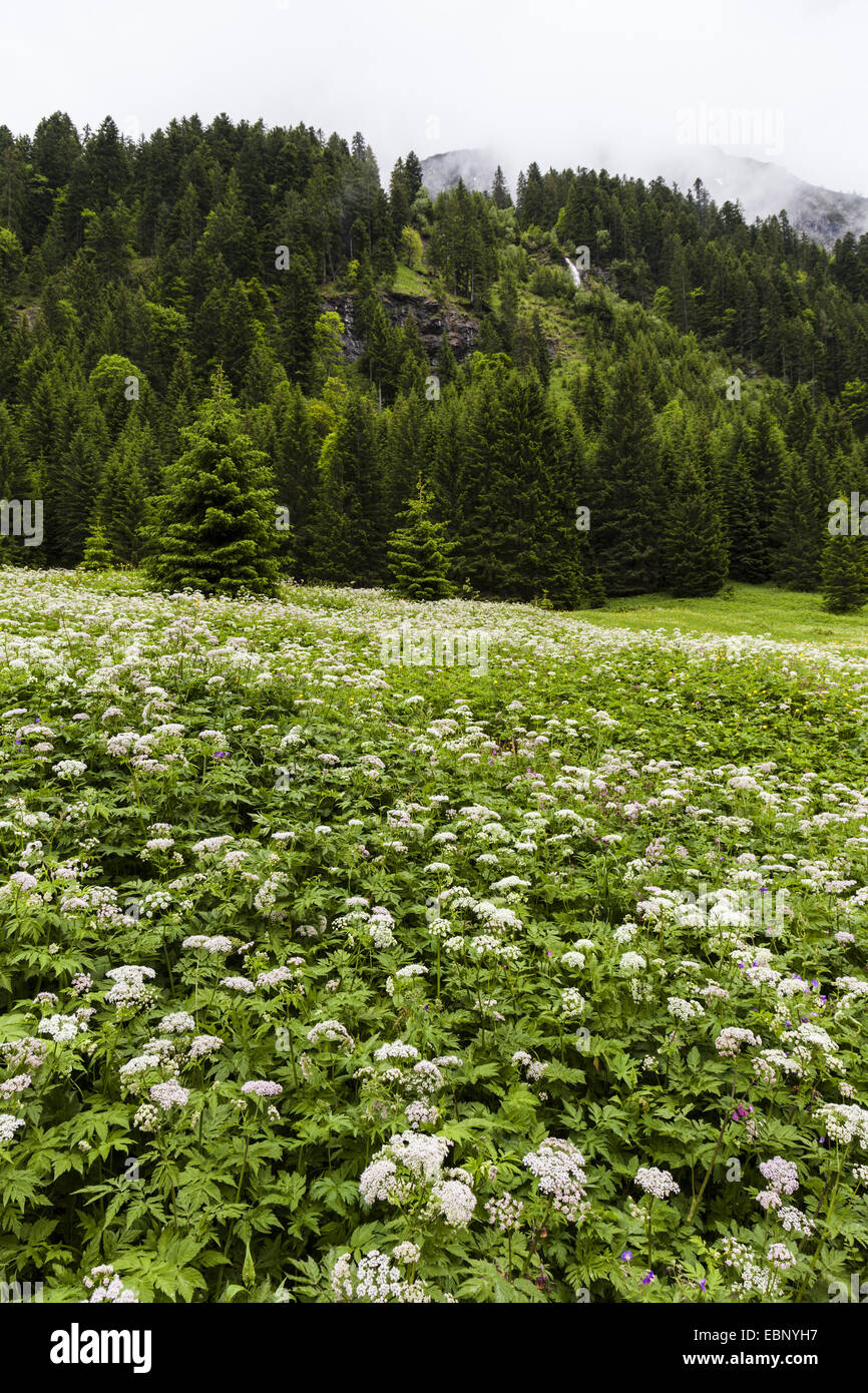 Kerbel (Chaerophyllum spec.), Almwiese mit Doldenblütler, Österreich, Tirol, Lechtal Stockfoto