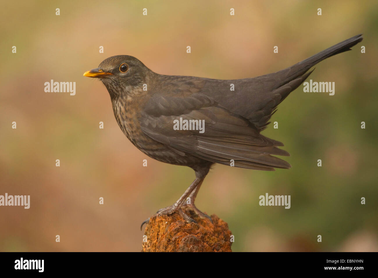 Amsel (Turdus Merula), stehend auf einem Baumstumpf, Deutschland Stockfoto