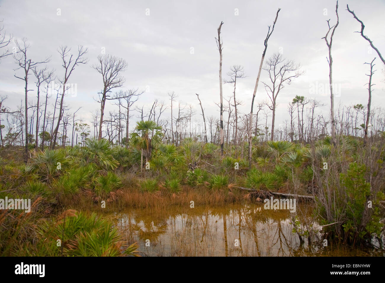 Slash-Kiefer (Pinus Elliottii), tot Kiefern und Sägepalme in Feuchtgebieten, USA, Florida, National Key Deer Refuge, Big Pine Key Stockfoto