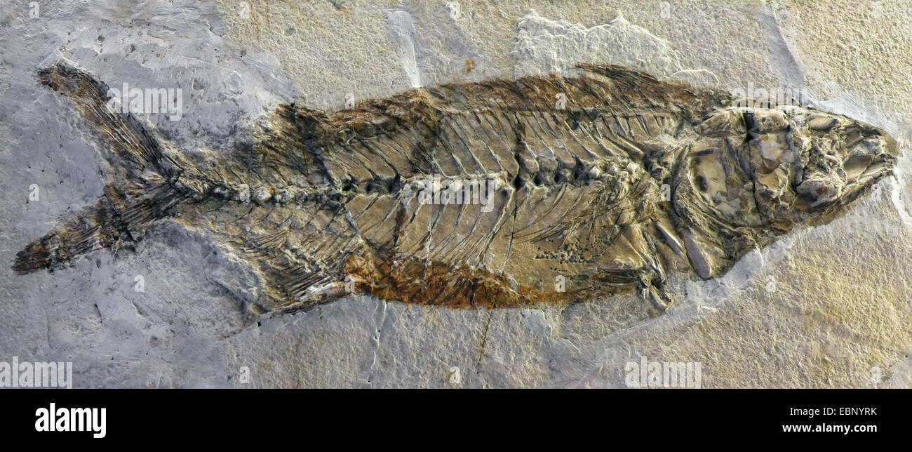 fossilen eine Makrele-Art aus dem Paläogen und Neogen (65-2,5 Millionen Jahre) Stockfoto