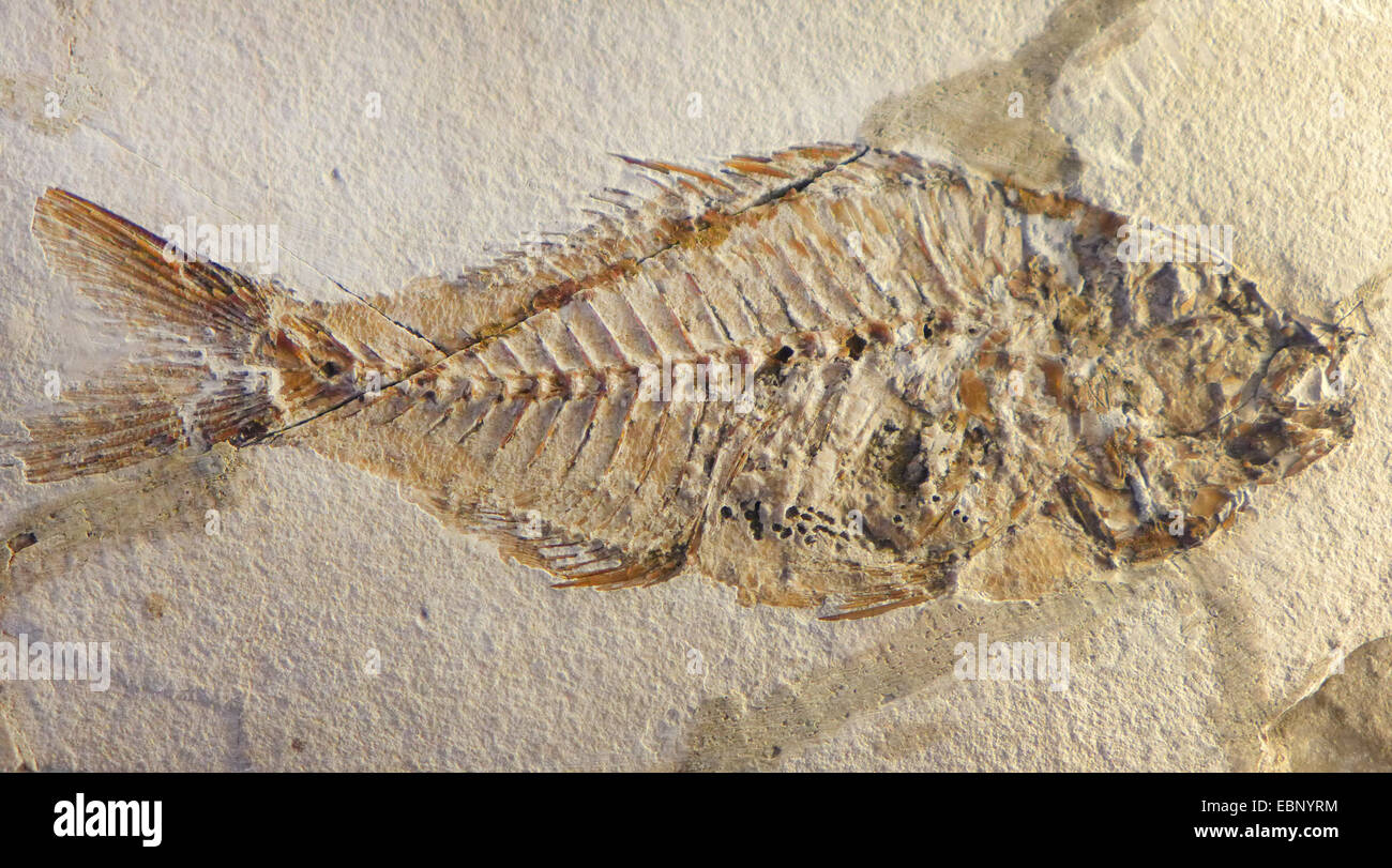 Percomorph Fisch (Sparnodus Micracanthus), Fossile einer Fischart von Paläogen und Neogen (65-2,5 Millionen Jahre) Stockfoto