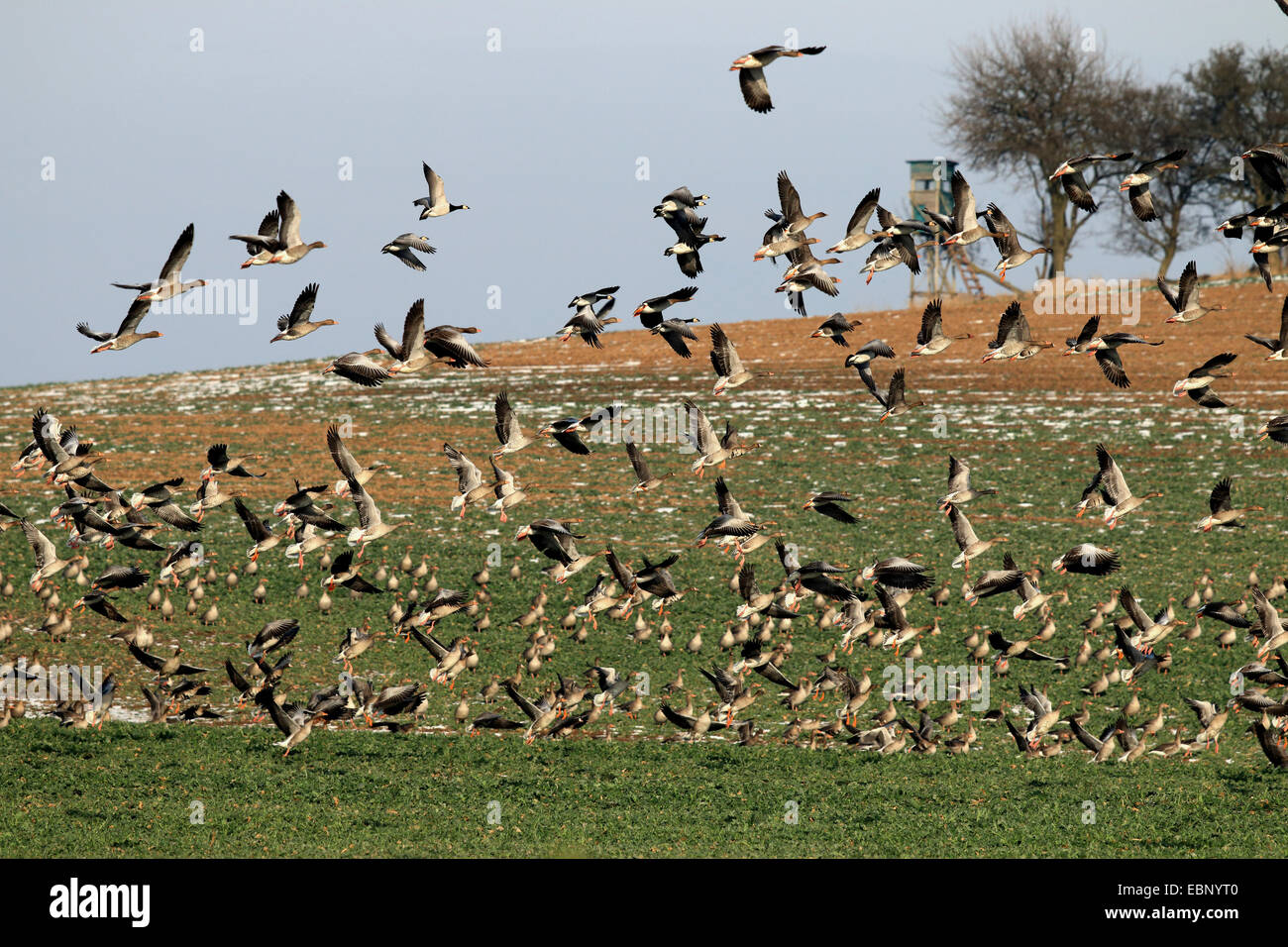 Graugans (Anser Anser), fliegen Herde zusammen mit mehreren weißen – Blässgänse Gänse und Barnacle Geesse, Deutschland, Brandenburg, Nationalpark Unteres Odertal Stockfoto