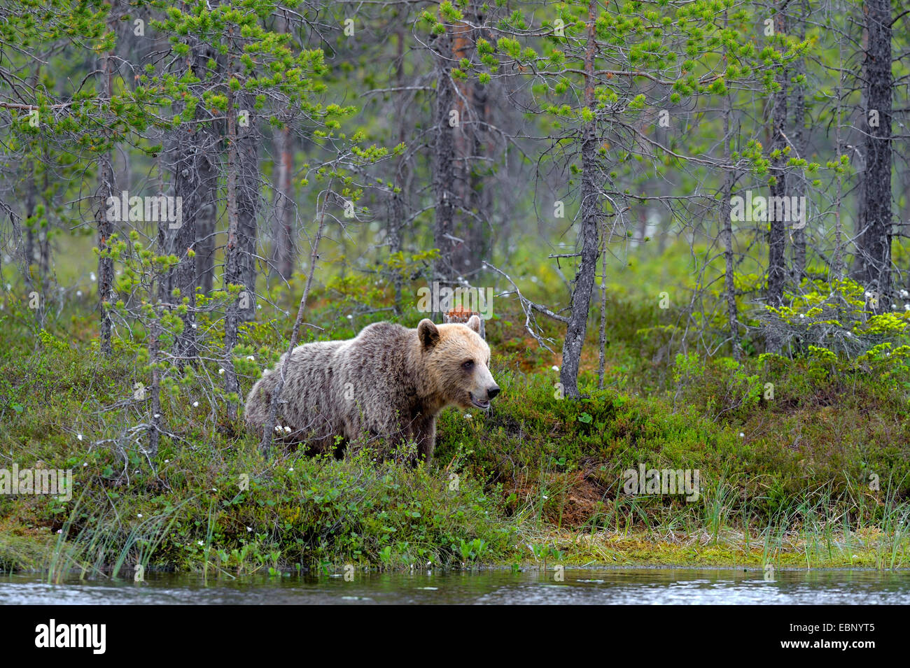 Europäischer Braunbär (Ursus Arctos Arctos) in einen finnischen Nadelwald in einem Moor-Teich, Finnland Stockfoto
