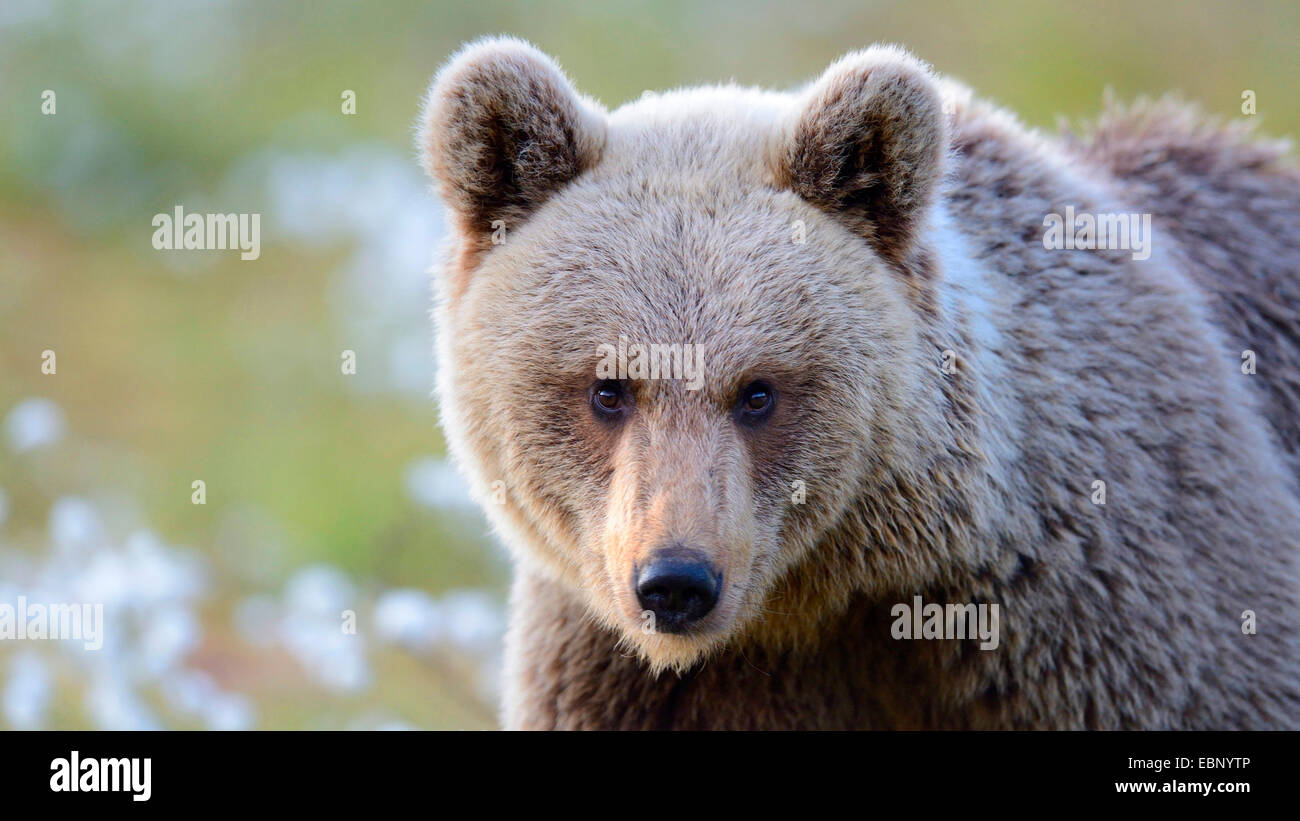 Europäischer Braunbär (Ursus Arctos Arctos), Portrait eines jungen Bären, Finnland Stockfoto