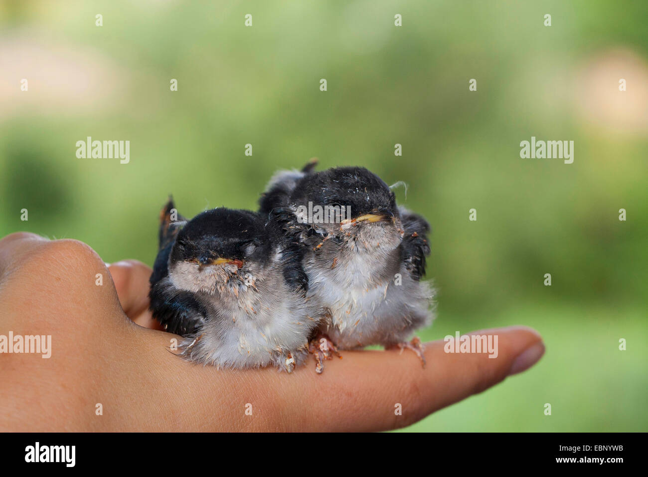 gemeinsamen Mehlschwalbe (Delichon Urbica), zwei junge schluckt in der einen Hand, Deutschland Stockfoto