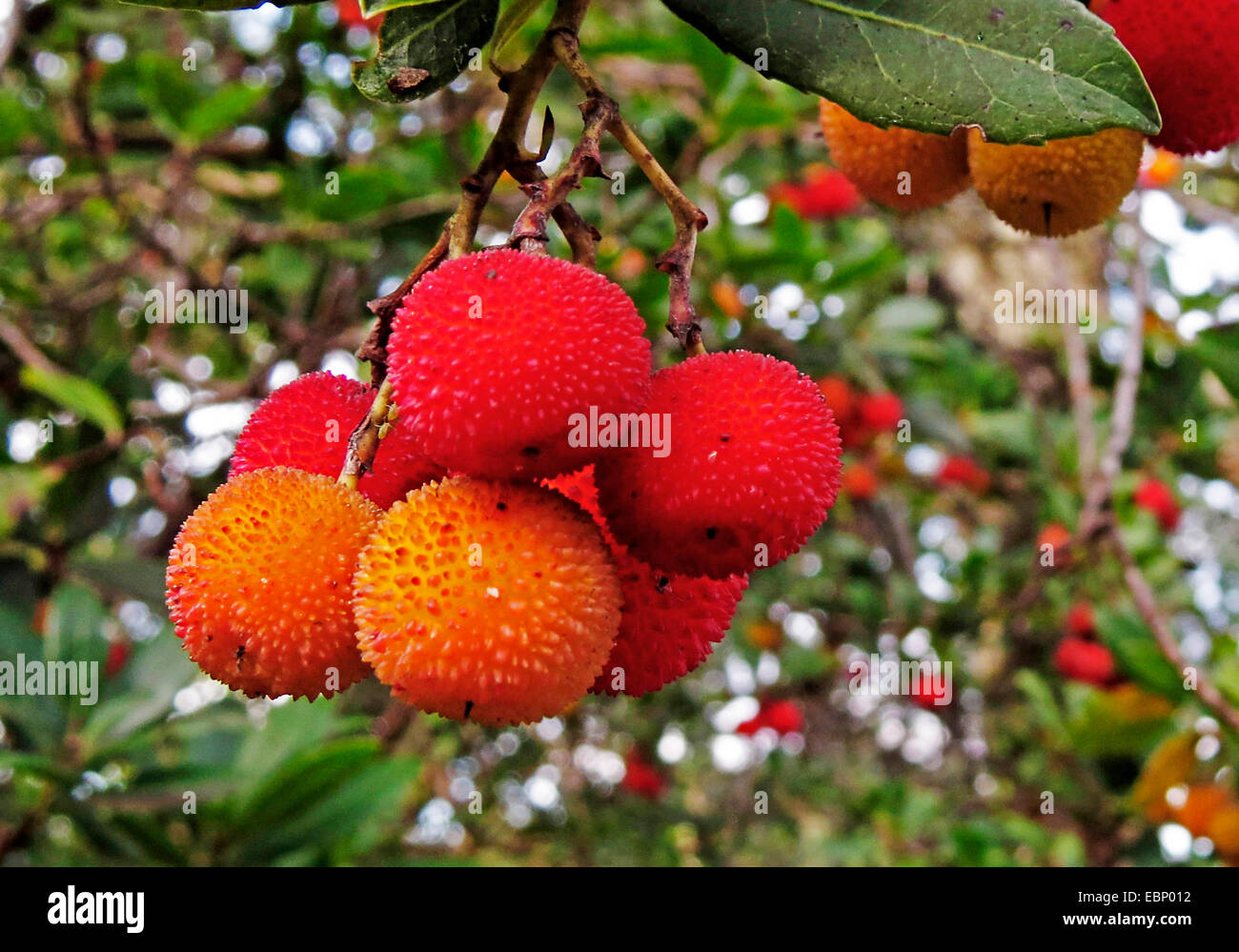 Killarney Erdbeerbaum (Arbutus Madrid), Zweig mit Früchten Stockfoto