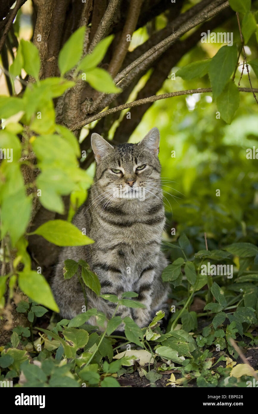 Hauskatze, Haus Katze (Felis Silvestris F. Catus) grau Tabby Katze sitzt unter einem Busch, Deutschland, Baden-Württemberg Stockfoto