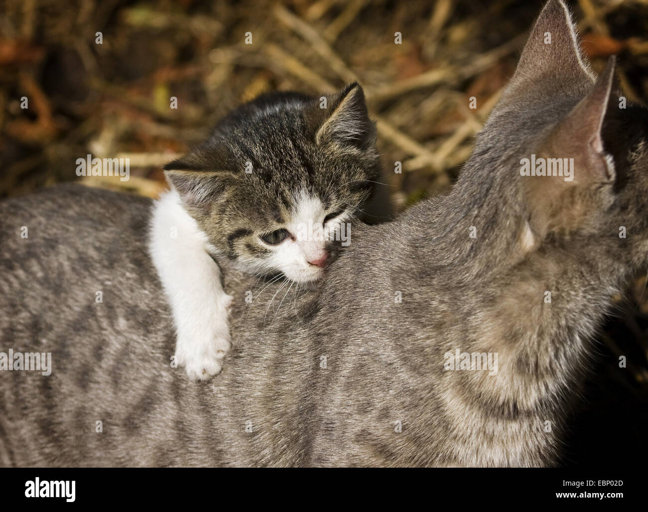 Hauskatze, Haus Katze (Felis Silvestris F. Catus) braun Tabby Kitten beißen seine Mutter frech in den Rücken, Deutschland, Baden-Württemberg Stockfoto