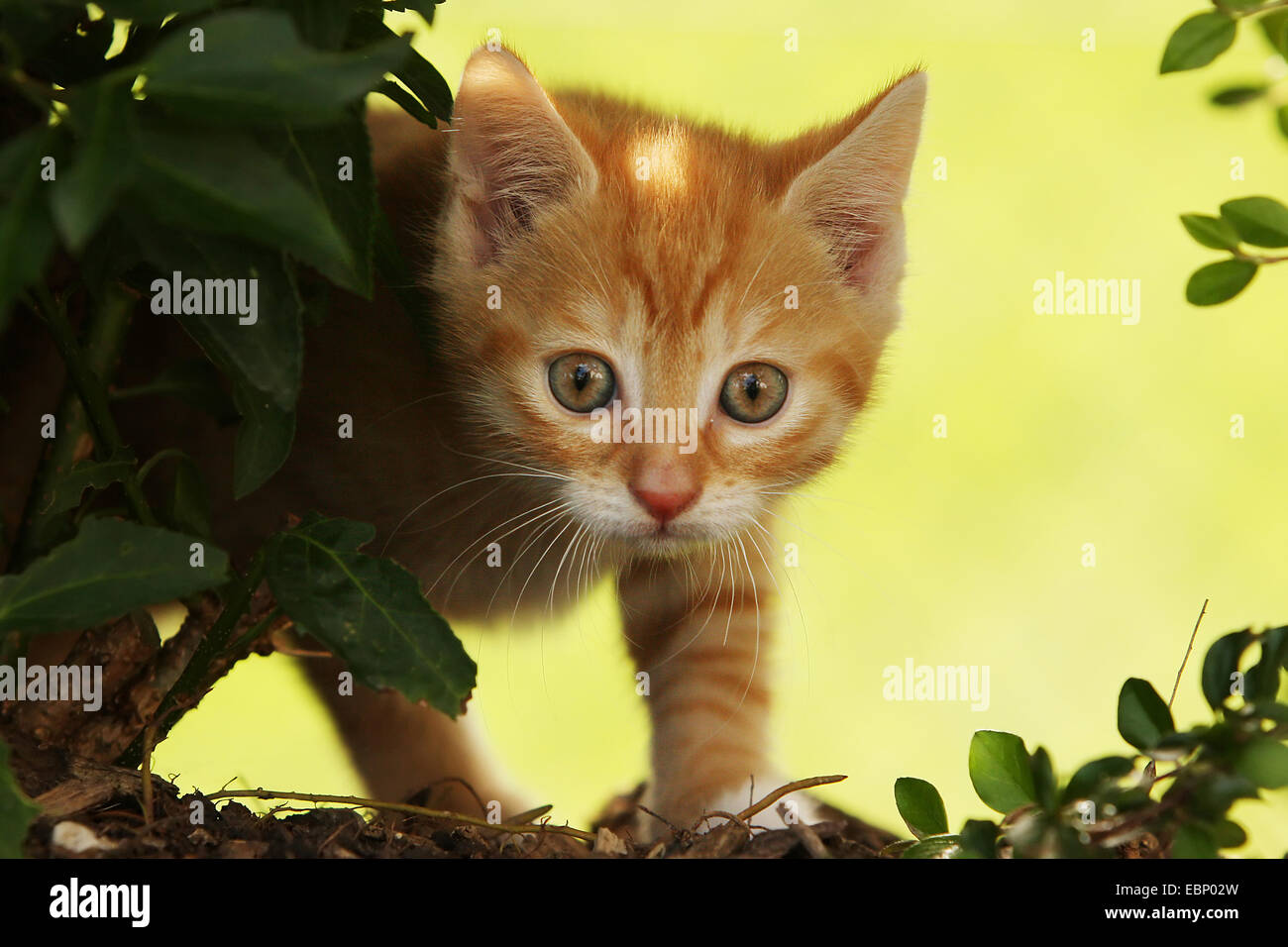 Hauskatze, Haus Katze (Felis Silvestris F. Catus) rot Tabby Kitten erscheint hinter einem Busch, Deutschland, Baden-Württemberg Stockfoto