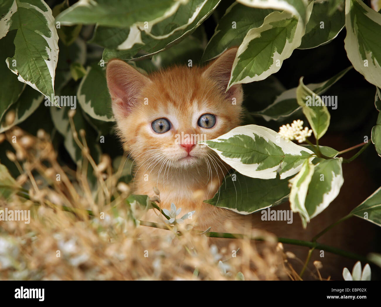 Hauskatze, Haus Katze (Felis Silvestris F. Catus), red Tabby Kitten peering Neugier unter einem Busch, Deutschland, Baden-Württemberg Stockfoto
