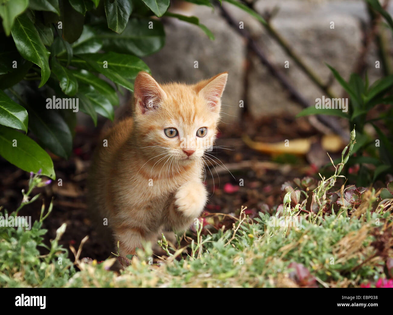 Hauskatze, Haus Katze (Felis Silvestris F. Catus) rot Tabby Kitten erscheint hinter einem Busch, Deutschland, Baden-Württemberg Stockfoto