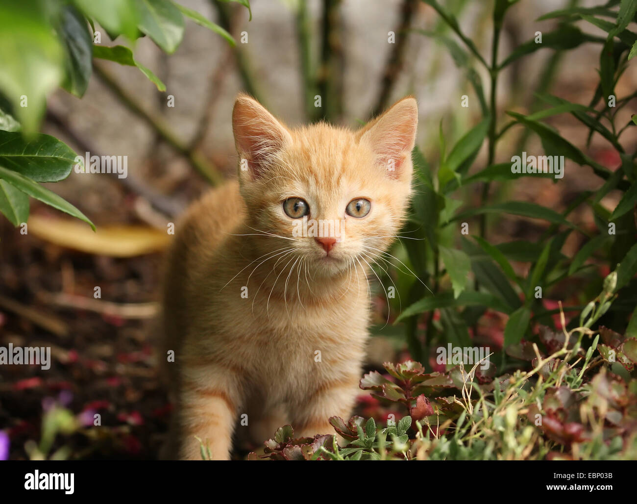 Hauskatze, Haus Katze (Felis Silvestris F. Catus) rot Tabby Kitten stehend in einem Bett, Deutschland, Baden-Württemberg Stockfoto