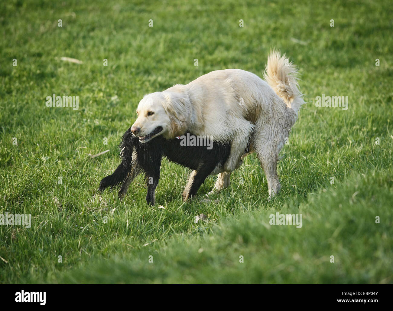 Haushund (Canis Lupus F. Familiaris), nass zwei Hunde zeigen Dominanz Verhalten, Deutschland, Baden-Württemberg Stockfoto