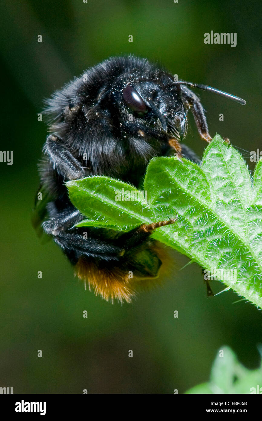 Bumblebee ist Kuckuck, Kuckuck Bee (Bombus Rupestris, Psithyrus Rupestris), auf einem Blatt, Deutschland Stockfoto