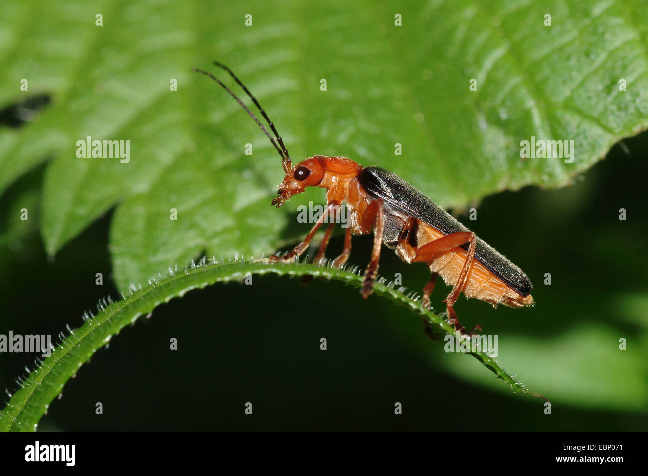 Soldat-Käfer (Cantharis bicolor), auf einem Blatt, Deutschland Stockfoto