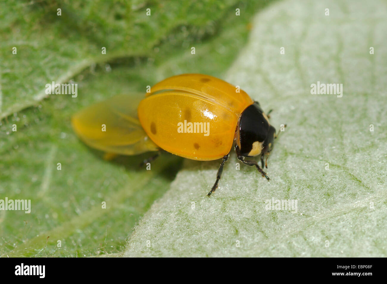 sieben-Punkt-Marienkäfer, Sevenspot Marienkäfer, 7-Punkt Marienkäfer (Coccinella Septempunctata), nicht vollständig gefärbt, Deutschland Stockfoto
