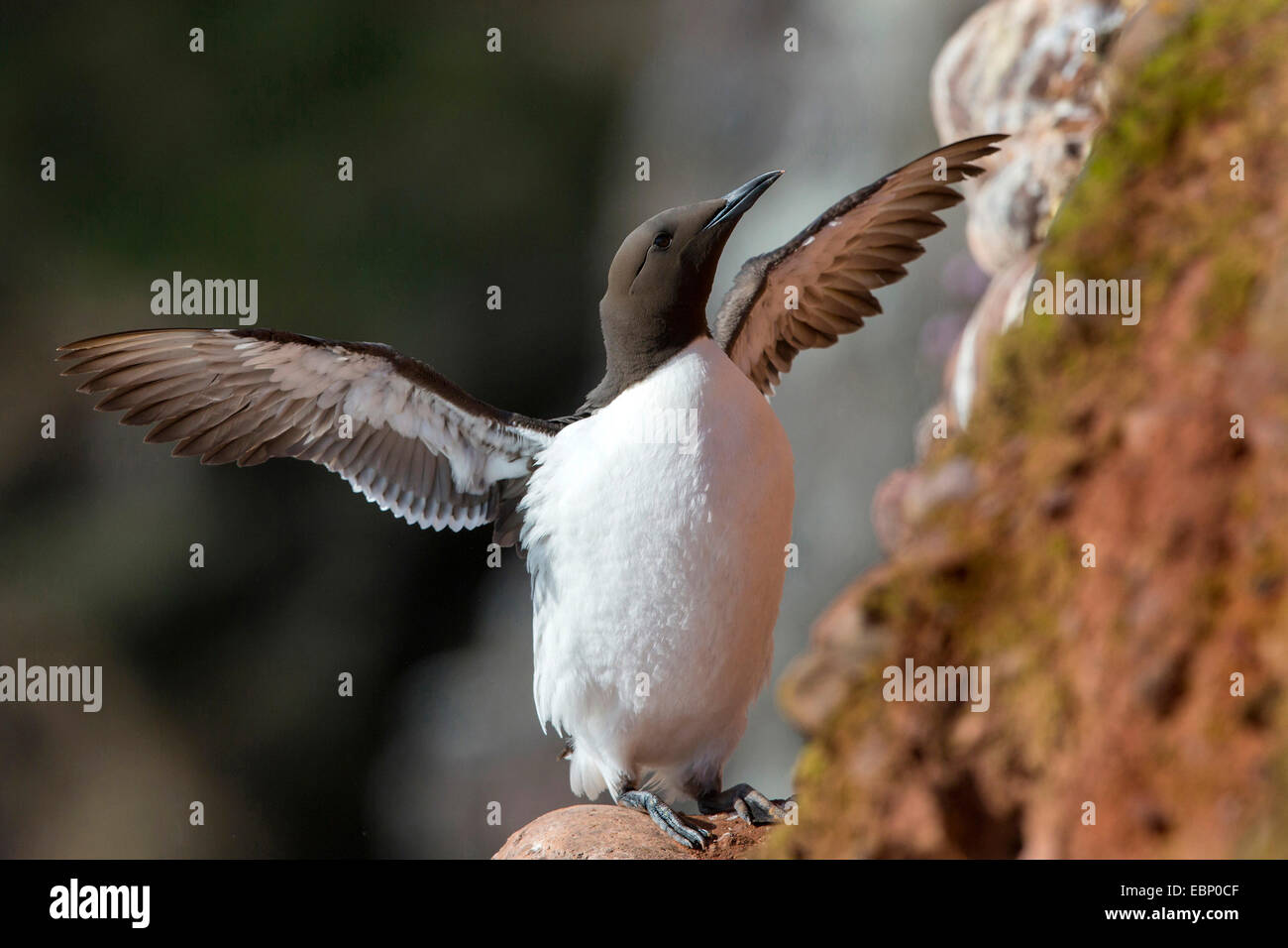 gemeinsamen Guillemot (Uria Aalge), sitzt auf einem Felsvorsprung und mit Flügeln schlägt Stockfoto