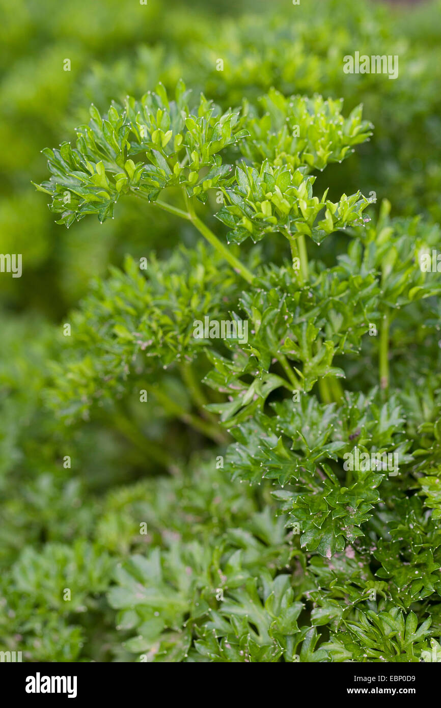 Krause Petersilie, Petersilie (Petroselinum Crispum), Krause Petersilie Stockfoto