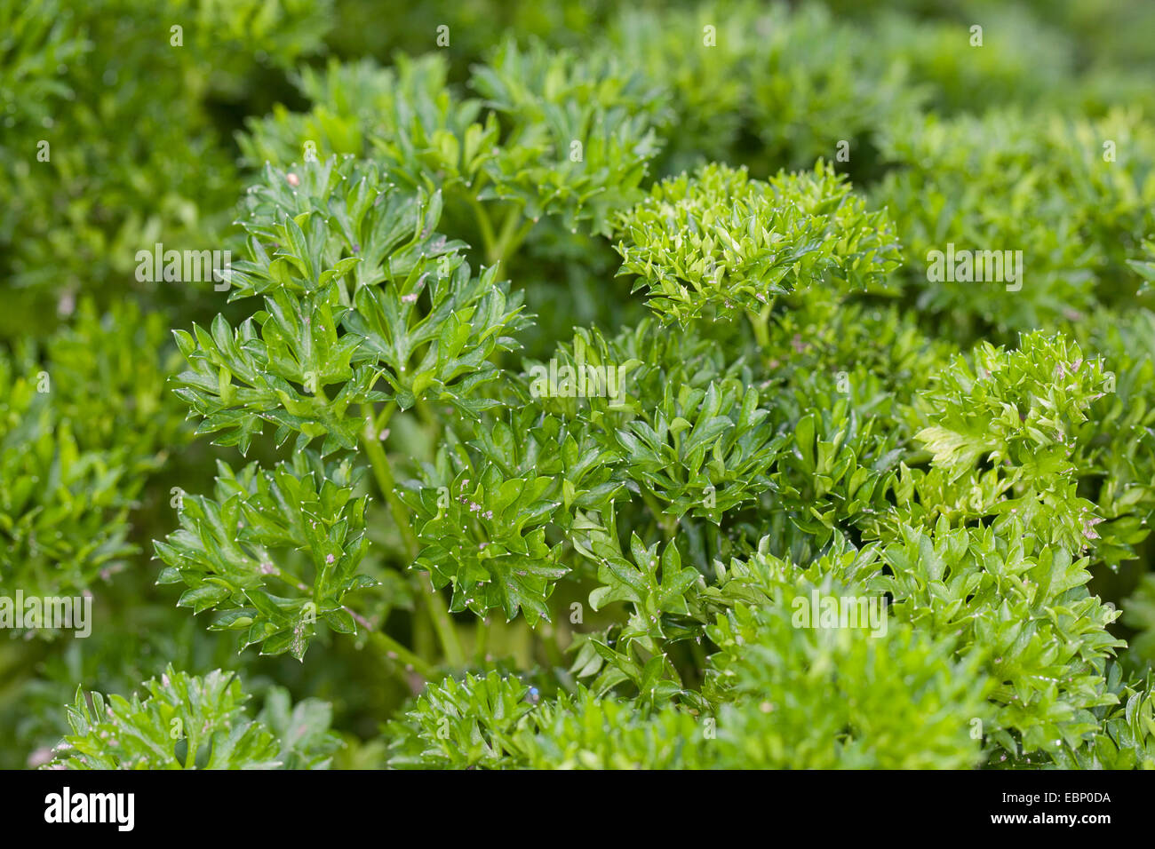 Krause Petersilie, Petersilie (Petroselinum Crispum), Krause Petersilie Stockfoto