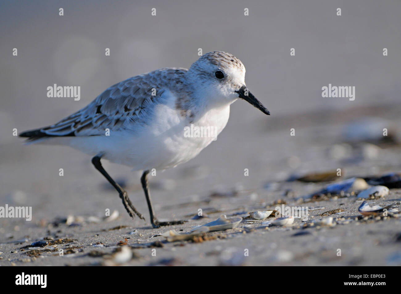 Sanderling (Calidris Alba), Erwachsene am Strand der Ostsee, Deutschland, Mecklenburg-Vorpommern, Western Region Nationalpark Vorpommersche Stockfoto
