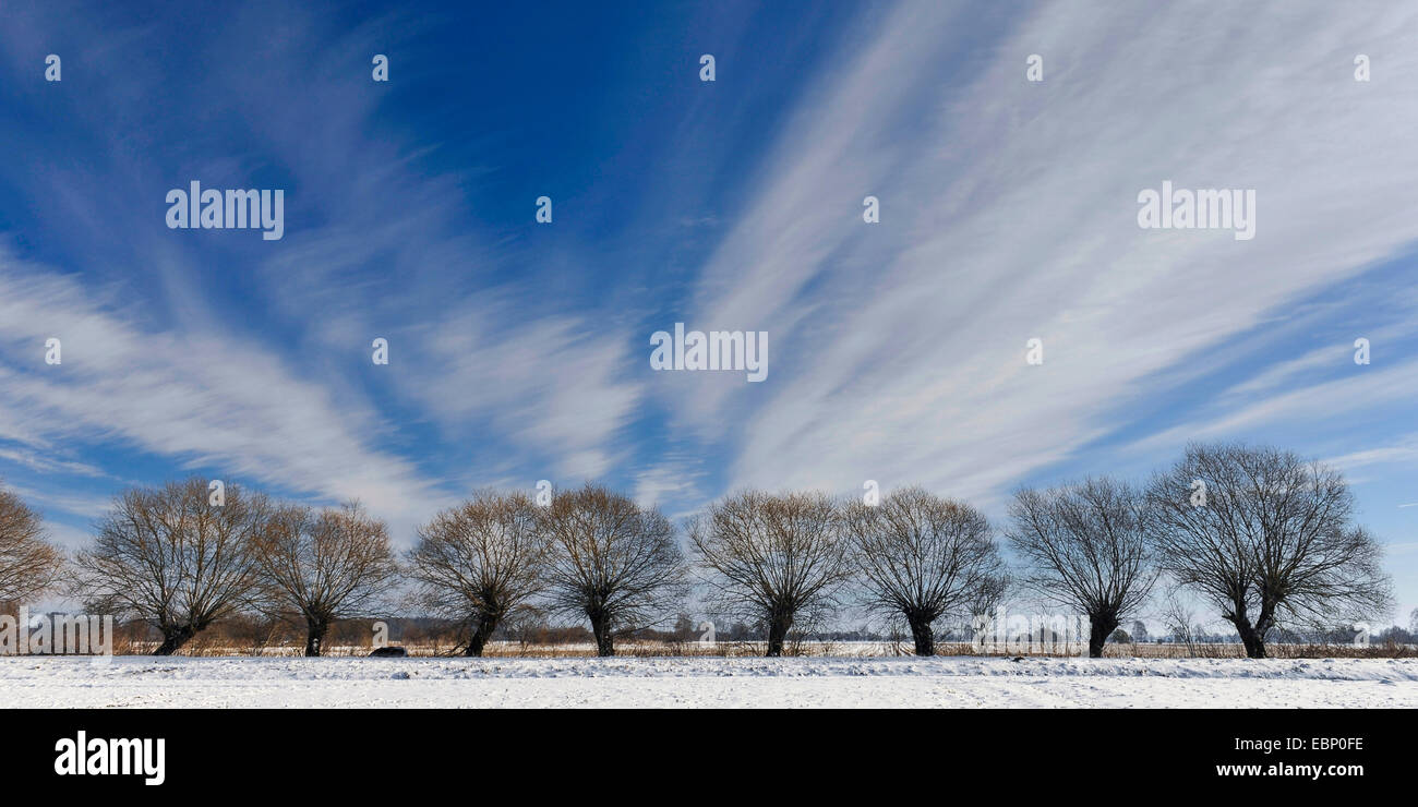 gemeinsamen Korbweide (Salix Viminalis), beschnitten Weiden im Winter, Deutschland, Niedersachsen, Oldenburger Muensterland Stockfoto