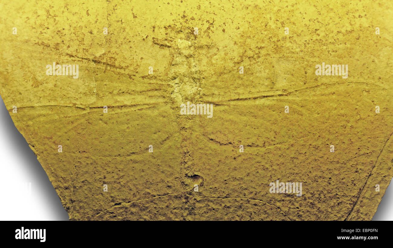 fossilen Insekten aus Jura (210 Millionen Jahre) Stockfoto