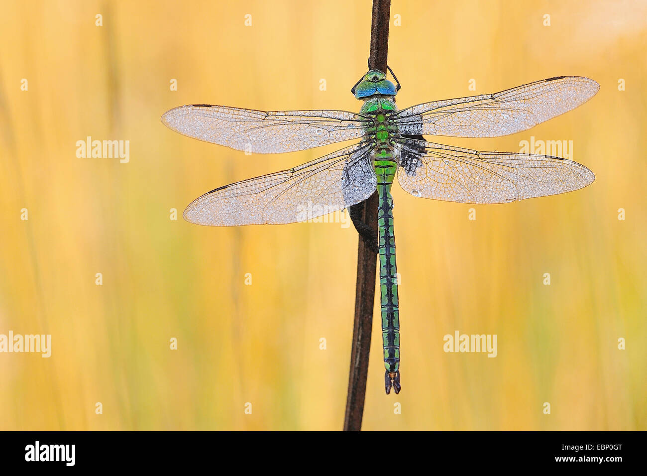 Kaiser Libelle (Anax Imperator), weibliche mit Morgentau, Deutschland Stockfoto