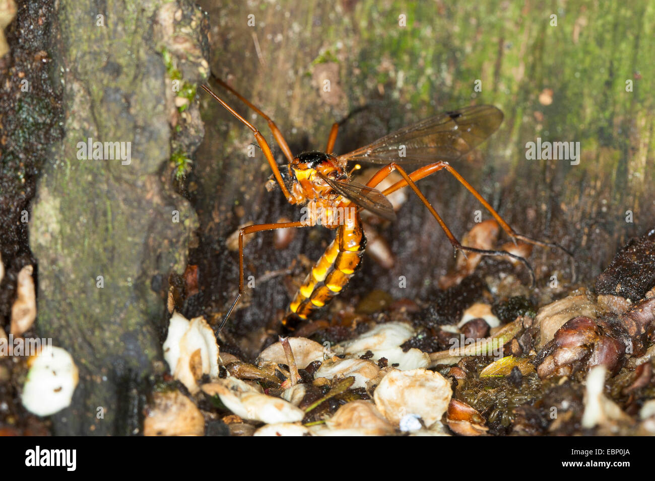Daddy Long-Legs, Daddy Langbein, Schnaken (Ctenophora Pectinicornis, Ctenophora Nigrocrocea, Ctenophora Pracht, Tipula Nigrocrocea, Tipula Pectinicornis, Tipula Pracht), Weiblich, die Eiablage in spröde Holz, Deutschland Stockfoto