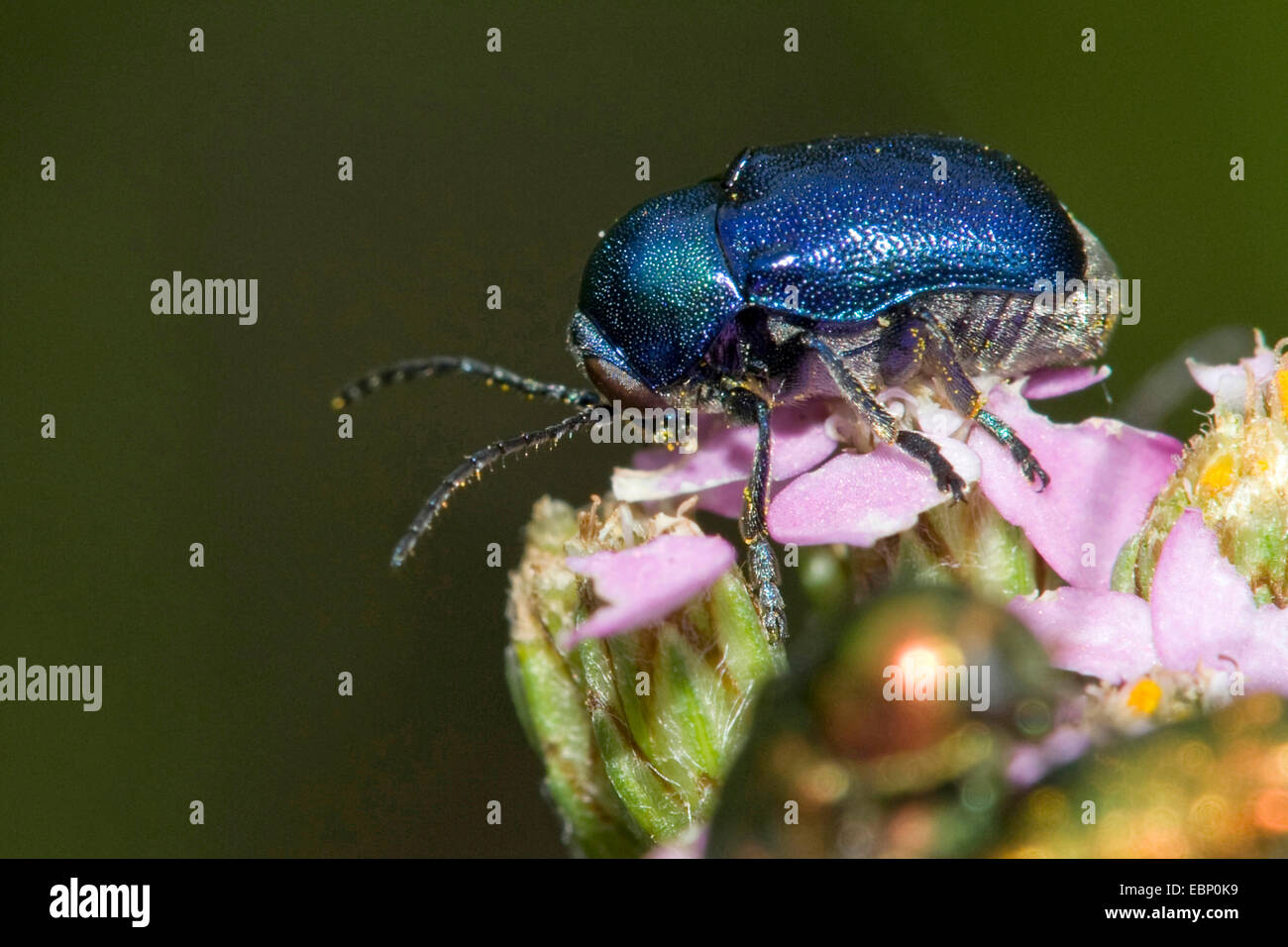 Zylindrische Blattkäfer (Randzone Fühler) auf lila Blume, Deutschland Stockfoto