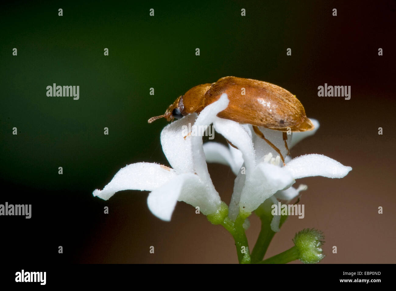 Himbeer-Käfer (Byturus Ochraceus), auf weißen Blüten, Deutschland Stockfoto