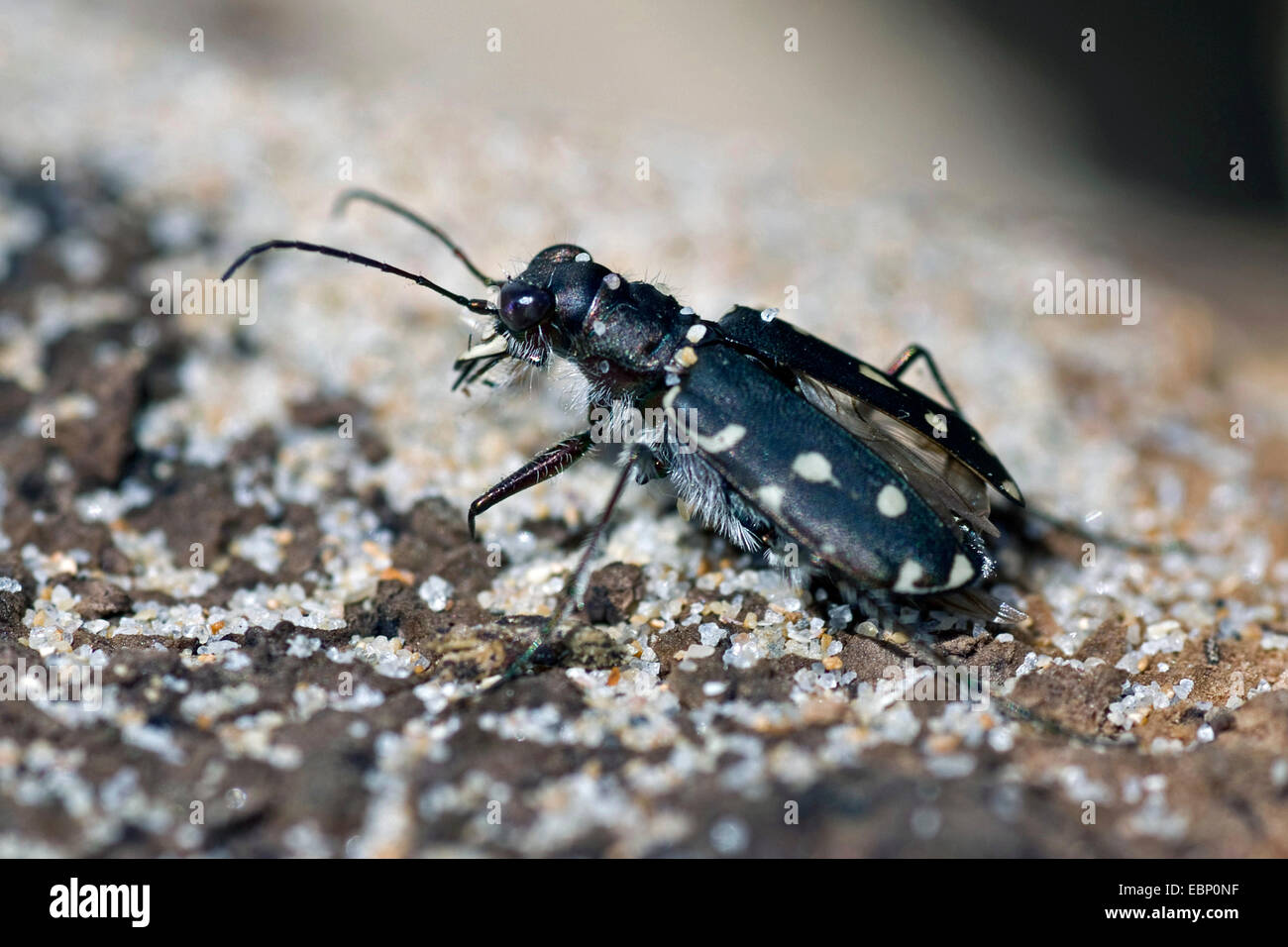 Boden-Käfer (Calomera Littoralis), Aljezur, Portugal Stockfoto