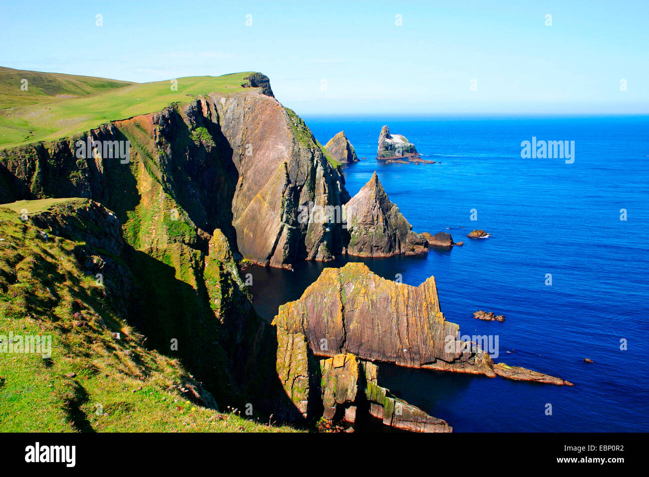 Basstölpel (Sula Bassana, Morus Bassanus), Vogelfelsen von Basstölpeln auf Fair Isle, Shetland in den Nordatlantik, Steilküste, Felsen und Grünland, Fair Isle, Shetland-Inseln, Schottland, Vereinigtes Königreich Stockfoto