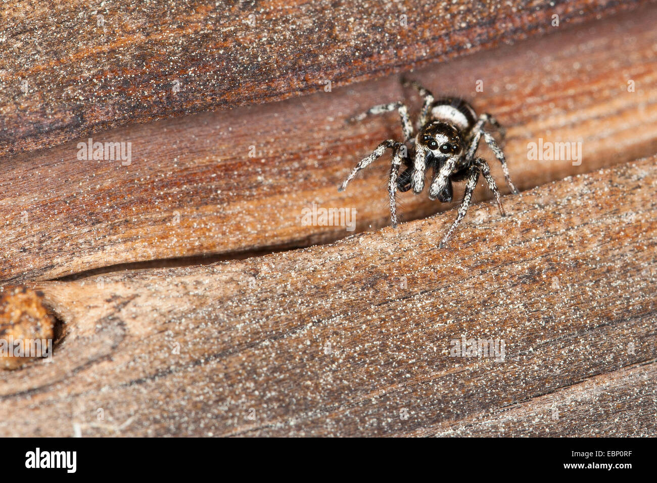 Zebra-Jumper (Salticus Scenicus), männliche o Holz, Deutschland Stockfoto