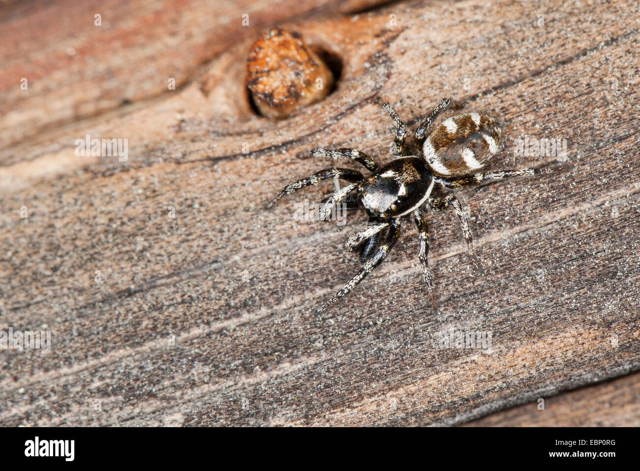 Zebra-Jumper (Salticus Scenicus), männliche o Holz, Deutschland Stockfoto