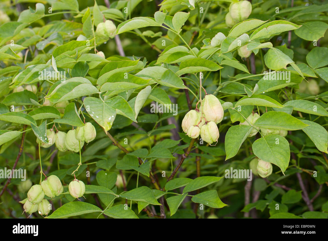 Bladdernut, Europäische Bladdernut (Staphylea Pinnata), Zweig mit Früchten Stockfoto