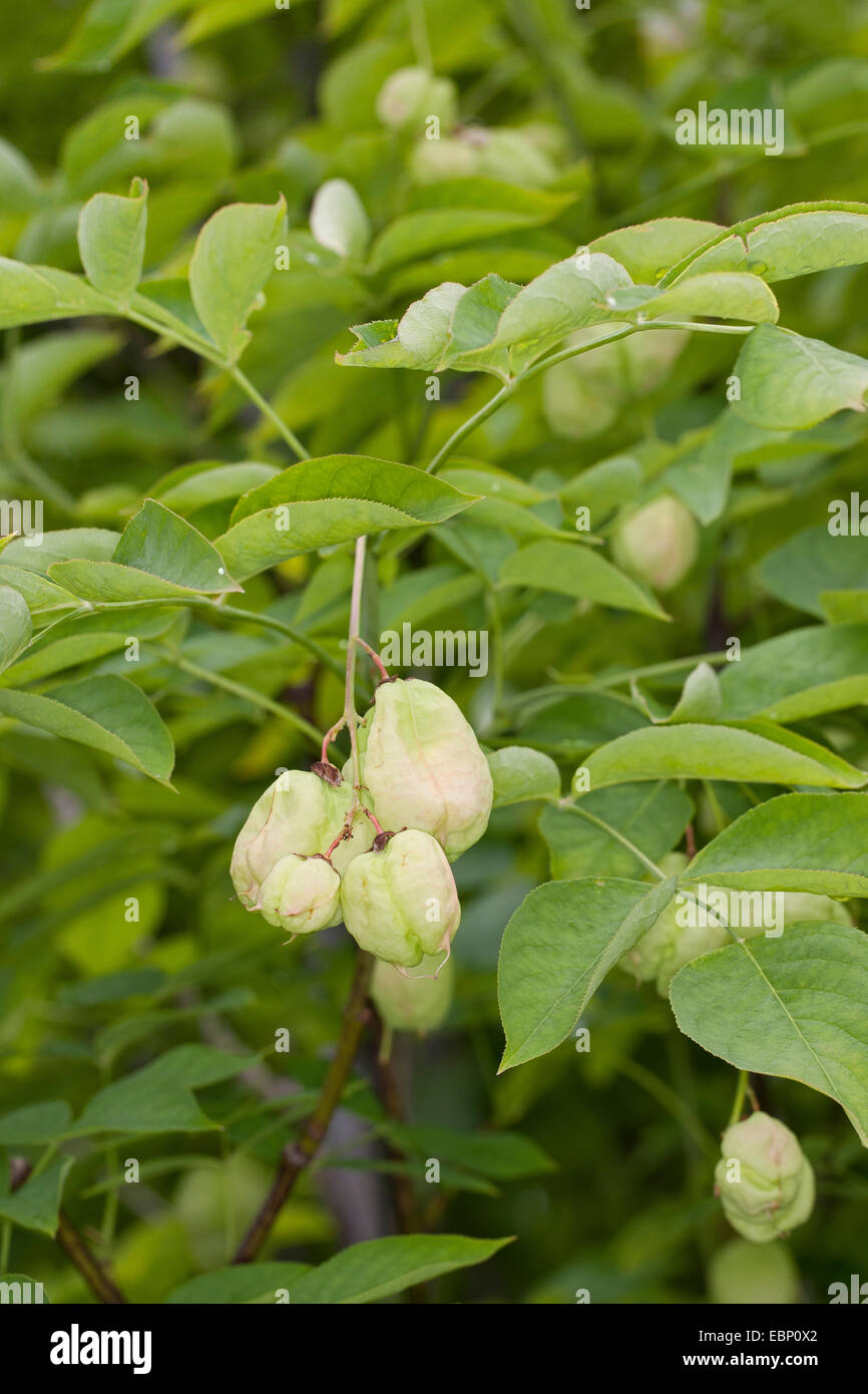 Bladdernut, Europäische Bladdernut (Staphylea Pinnata), Zweig mit Früchten Stockfoto