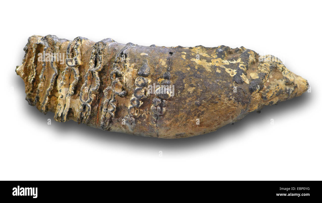 Südliche Mammut (Mammuthus Meridionalis), Molar von einer Steppe Mammuth vom frühen Pleistozän (1 Millionen Jahre), Ortschaft: Niederlande Stockfoto